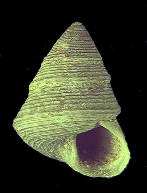 Trochidae